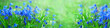 spring banner with blooming scilla flower on green lawn