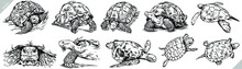 Vintage Engrave Isolated Turtle Set Illustration Ink Rat Sketch. Sea Turtle Background Line Tortoise Art