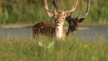 European Fallow Deer Grazing In Lush Meadow; Slow Motion
