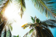 Palm Tree On The Blue Sky