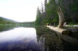 Lake with Driftwood in Jasper National Park, Alberta, Canada
