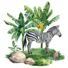 Tropical Forest And Zebra. Watercolor Palm Trees, Jungle Hand Painted Illustration