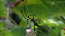 Side View Of Giant Golden Orb Weaver Spider Spinning Web, Defocused Forest Background