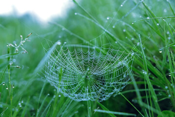 Wall Mural - beautiful cobwebs in water drops on blurred abstract natural green background. atmosphere abstract landscape with spider net in grass. summer season