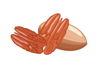 Wall Mural - Pecan nut in shell and peeled kernels, vector illustration on white background