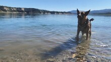 Playful German Shepherd Dog Shaking Its Head In Slow Mo, Standing In Water At Lake Cachuma USA
