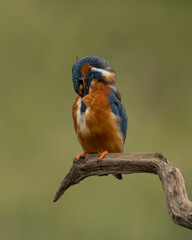 Wall Mural - male common kingfisher preening chest feathers perched on a branch with a green background.