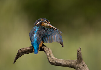 Wall Mural - Female Common Kingfisher preening wing feathers perched on a branch with a green background.