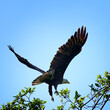 Bald Eagle taking off in Nanaimo, Vancouver Island, British Columbia