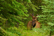 Young male elk resting in the woods