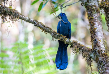 Wall Mural - blue coua, coua caerulea