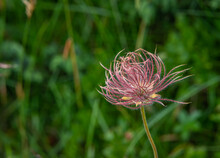 Alpine Pasqueflower (Pulsatilla Alpina) With Its Distinctive Silky, Hairy Seed-heads (achenes)