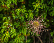 Alpine Pasqueflower (Pulsatilla Alpina) With Its Distinctive Silky, Hairy Seed-heads (achenes)