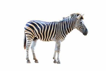 Poster - Zebra isolated on white background.