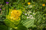 Fototapeta Dziecięca - Gentiana lutea.Mountain flower. The Dolomites. Italian Alps. Europe. It grows in grassy alpine and sub-alpine pastures, usually on calcareous soils.