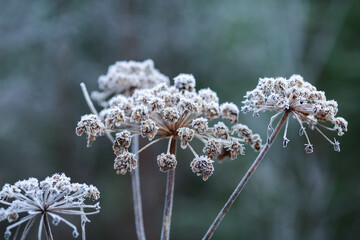 Wall Mural - Frost on the plants