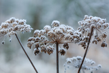 Canvas Print - Frost on the plants