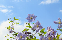 Pale Blue Clematis Of The 'Blue Angel' Or 'Blekitny Aniol' (Late Large-Flowered Clematis) Variety In The Garden Against The Sky
