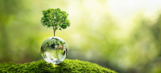 tree growth on globe glass in nature. concept eco earth day