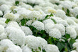 Selective focus bushes of Hydrangea Arborescens flower in the garden, White hortensia or Smooth hydrangea is a species of flowering plant in the family Hydrangeaceae, Natural floral pattern background