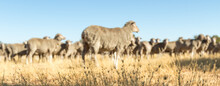Blurred Mob Of Sheep With Grass In Foreground