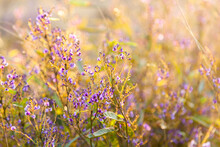 Backlit Purple Happy Wanderer Flowers