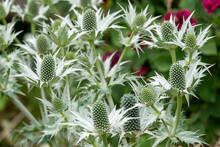 Eryngiums Also Known As Sea Holly With Spiny Leaves And A Characteristic Ruff Around The Flowerheads