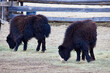 Two yak calves grazing in a pen