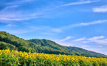 Yellow Sunflowers Growing In A Field With Lush Hills And A Cloudy Blue Sky Background And Copy Space. Tall Helianthus Annuus With Vibrant Petals Blooming In A Meadow In The Countryside During Spring