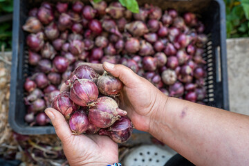 Wall Mural - unknown woman female farmer hold red onion in hands while sitting outdoor on the farm close up on hand full or fresh harvested organic onions copy space