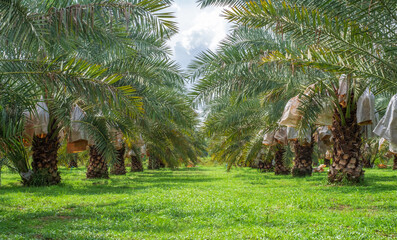 Barhi Dates palm yellow fruits (Phoenix Dactylifera) in organic Dates palm farm