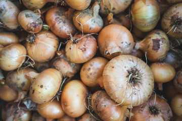 Wall Mural - onion full frame back stack top view on fresh bunch organic pile harvested