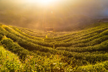 Tea Plantation Field Morning Sun Rise Golden Light
