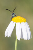 Fototapeta  - Motyl lśniak szmaragdek na rumianku