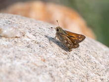 Nevada Skipper Butterfly On The Ground