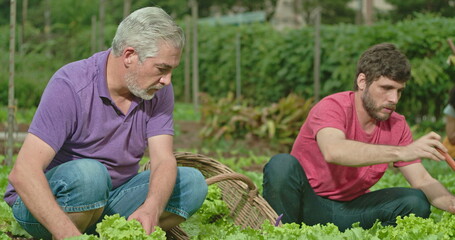 Wall Mural - Father and adult son cultivating food at small organic farm. People growing lettuces. Family growing food showing green veggies