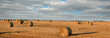 big panoramic view of harvested wheatfield with rolls of straw bales on the stubble against the background of a beautiful sky