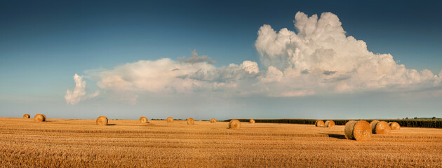Wall Mural - stubble of harvested wheat in the field with bales of straw in rolls on the against the background of a beautiful clouds sky