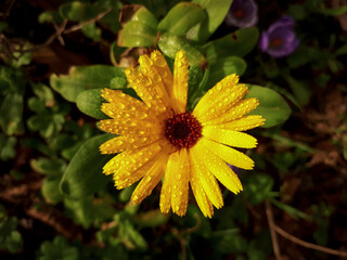 Wall Mural - Raindrops on Golden Sunlit Common Marigold / Calendula Flower