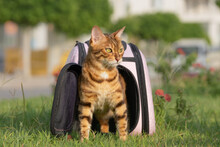 A Cat With A Disgruntled Muzzle Comes Out Of An Open Carrier Onto Green Grass.