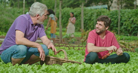 Wall Mural - Father and adult son cultivating food at small organic farm. People growing lettuces. Family growing food showing green veggies