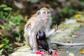 Canvas Print - Long tail macaque in Sumatra Indonesia Bukit Lawang