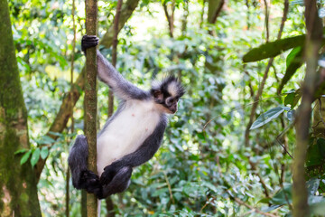 Poster - Thomas Langur monkey in the rainforest of Sumatra Indonesia