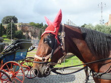 Horse And Carriage At Colosseum In Rome, Italy, Close Up Portrait Of A Horse Wearing Red Ear Defender.