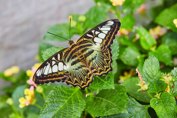 Wall Mural - Colorful Brown Clipper butterfly resting on green leaves