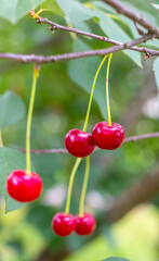 Wall Mural - Ripe juicy red cherry on a tree with green leaves in summer