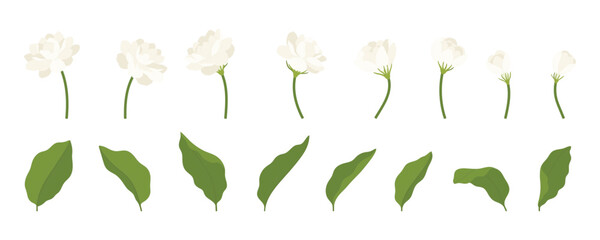Wall Mural - Hand drawn collection of jasmine flower illustration.