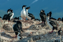 Group Of Cormorants In Ushuaia, Patagonia, Argentina