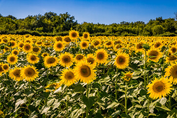 Wall Mural - Champ de Tournesols