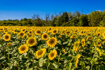 Wall Mural - Champ de Tournesols